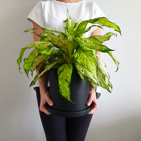 Coloured Ceramic Plant Pots Series