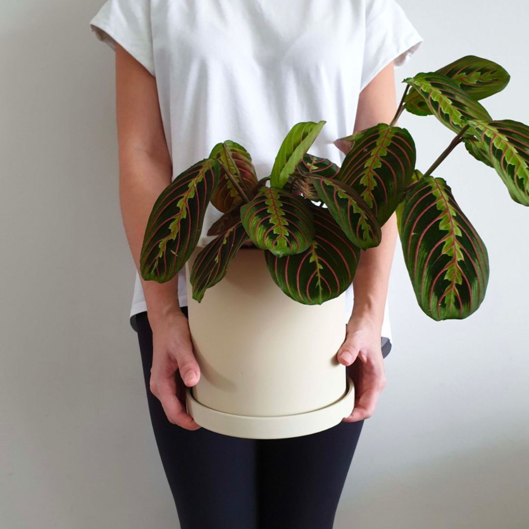 Coloured Ceramic Plant Pots Series