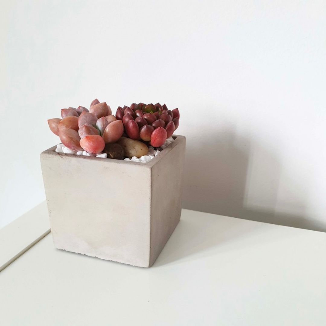 Grey Cement Succulent Pot Series - Square