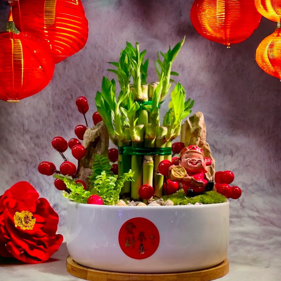 Lucky Bamboo in Luck Pot