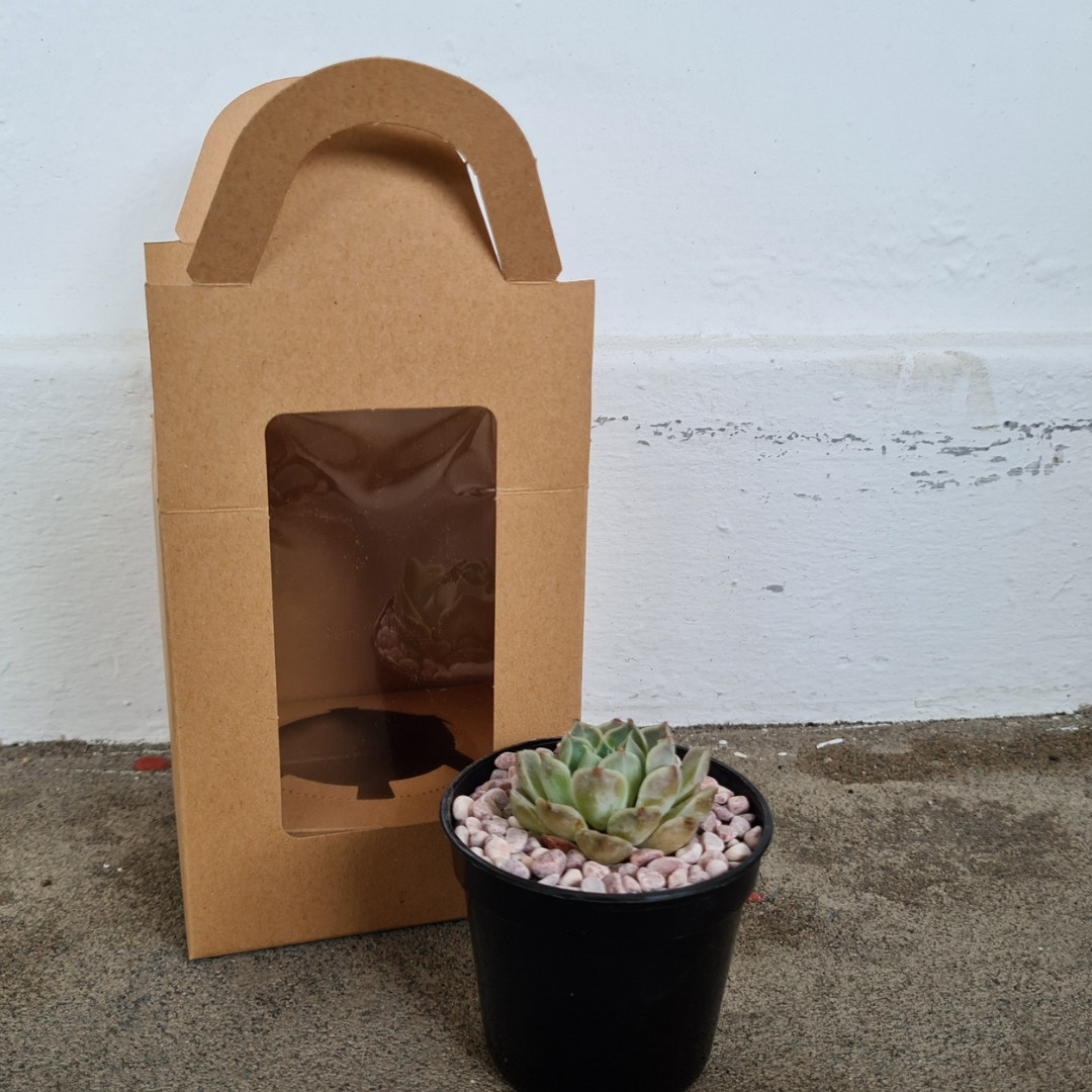 Succulent Gift Box