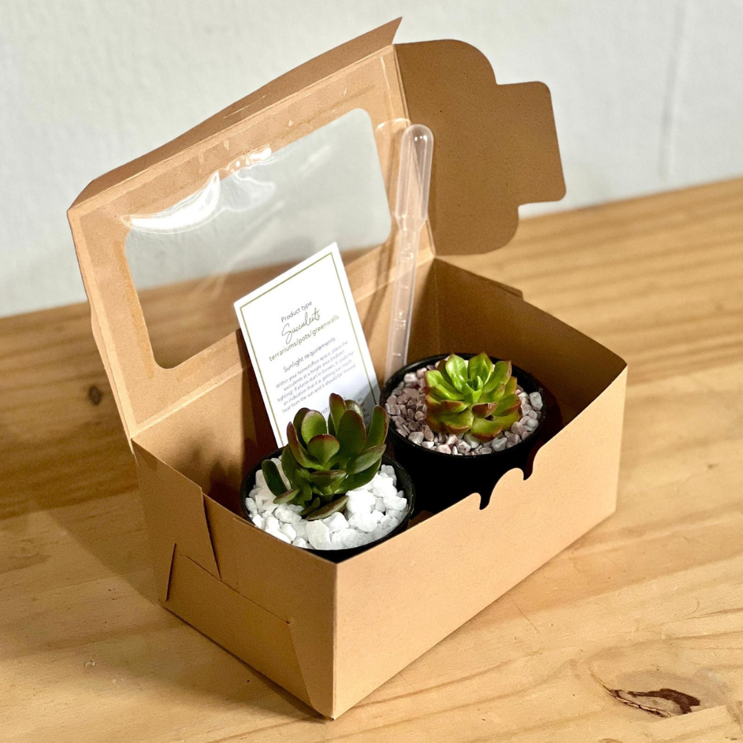 Succulent Gift Box