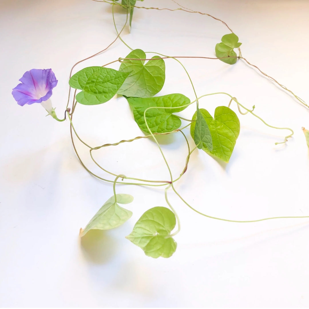 Left-handesign BIJ Plantable Pen - Morning Glory