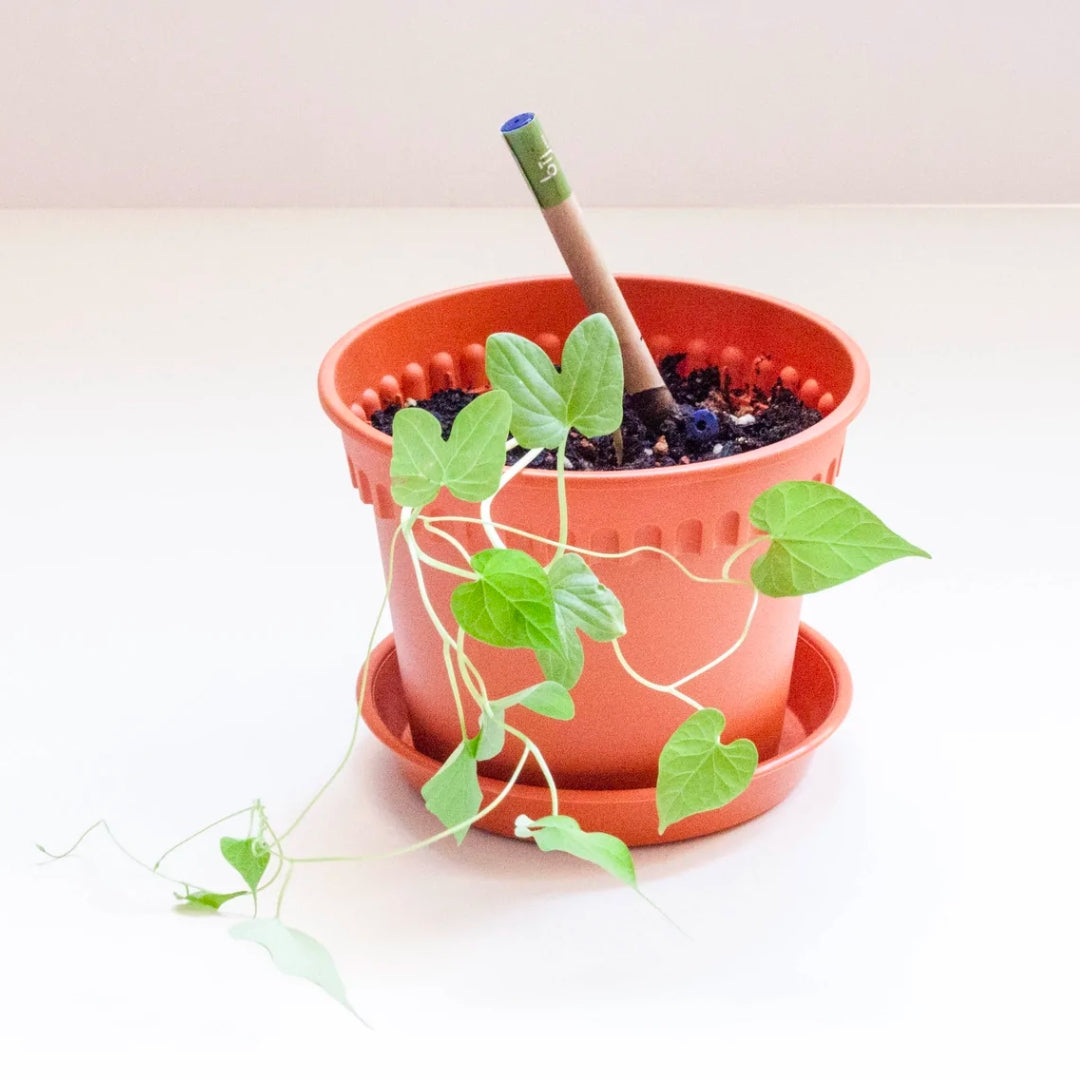 Left-handesign BIJ Plantable Pen - Morning Glory