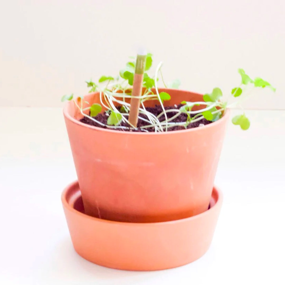 Left-handesign BIJ Plantable Pen - Mustard Seeds