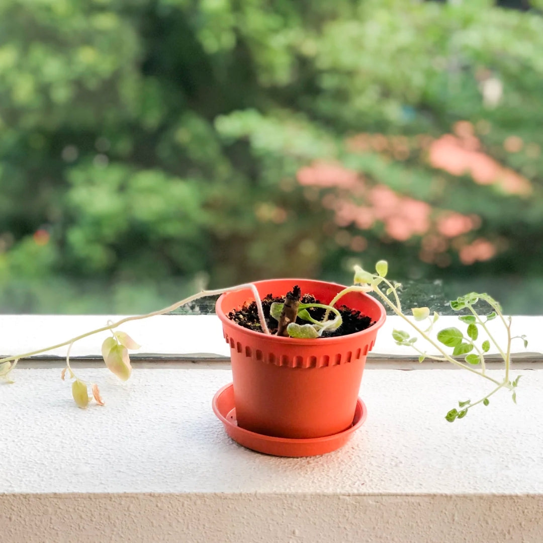 Left-handesign BIJ Plantable Pen - Tomato