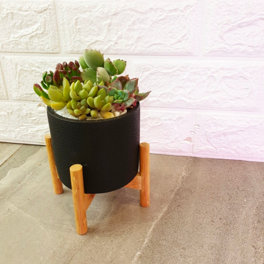 Black Cement Succulent Pots Series - Concrete Pot with Stand