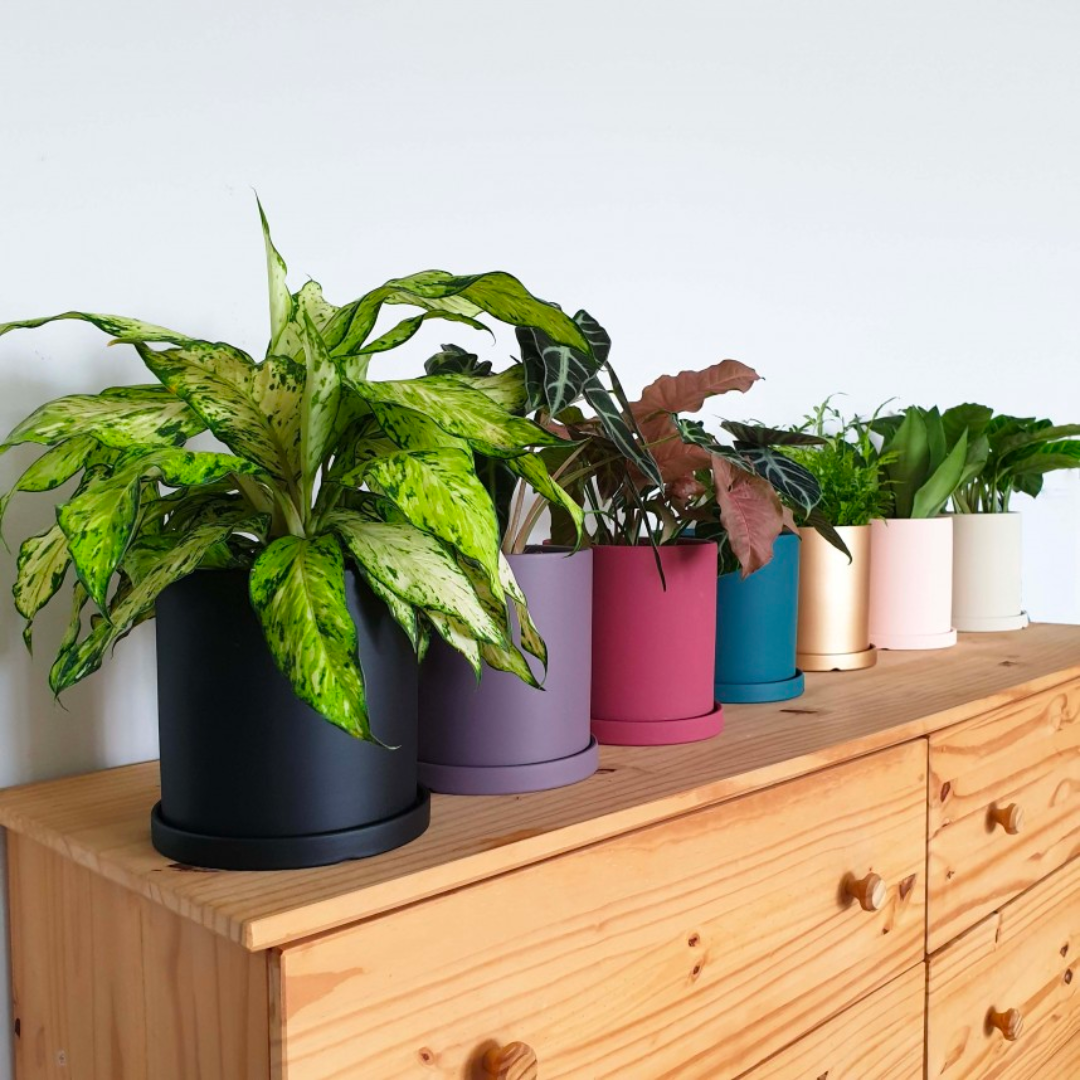 Coloured Ceramic Plant Pots Series