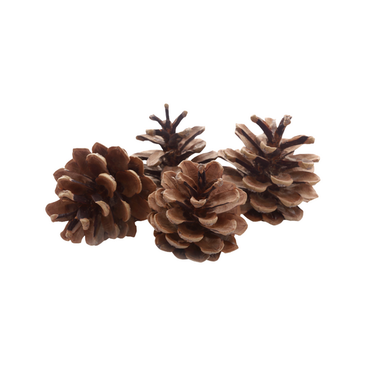 [FESTIVE] Christmas Decor Add-ons - Dried Pinecones