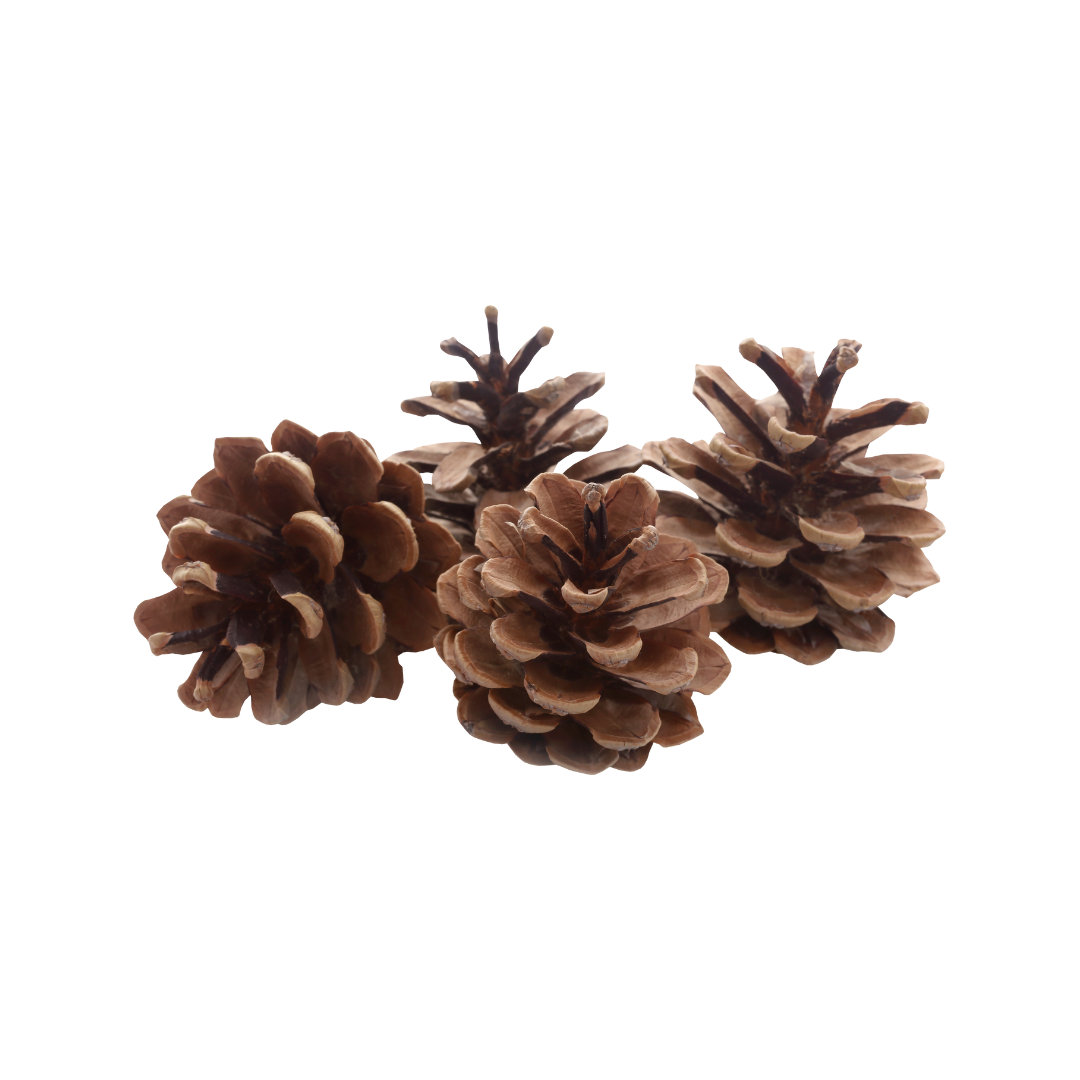 [FESTIVE] Christmas Decor Add-ons - Dried Pinecone