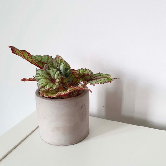Grey Cement Plant Pot Series - Circle  (Delivered by GiftGood+ Partner)