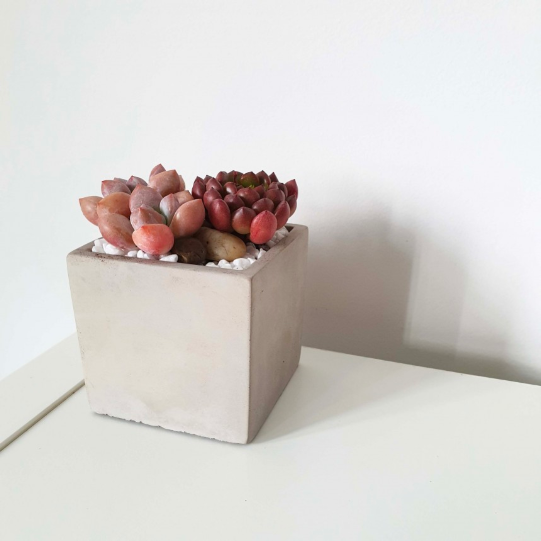 Grey Cement Succulent Pot Series - Square (Delivered by GiftGood+ Partner)