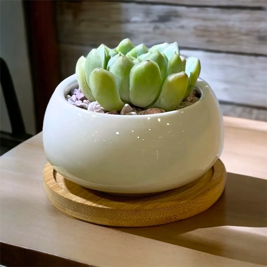 Small Ceramic Round with Succulent