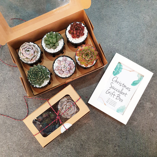 Succulent Gift Box (Delivered by GiftGood+ Partner)