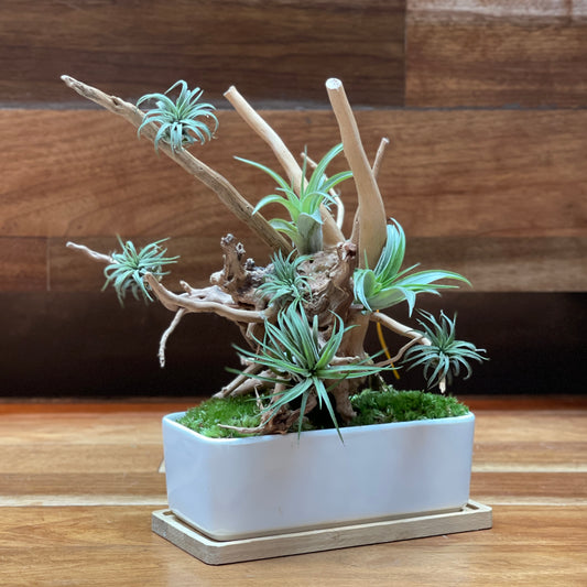 Airplant Bonsai (Delivered by GiftGood+ Partner)