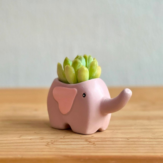 Petite Animal Succulent Pot - Elephant