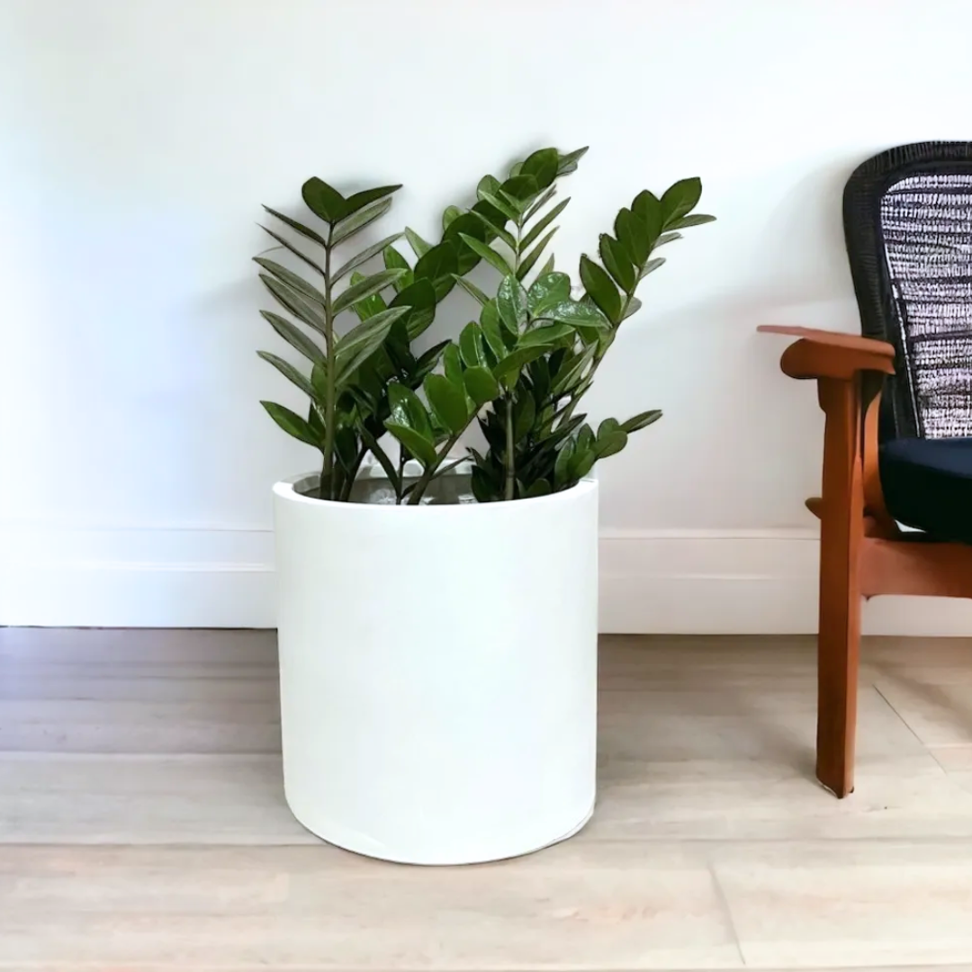 ZZ Plant in White Fibreglass Pot