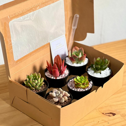 Succulent Gift Box